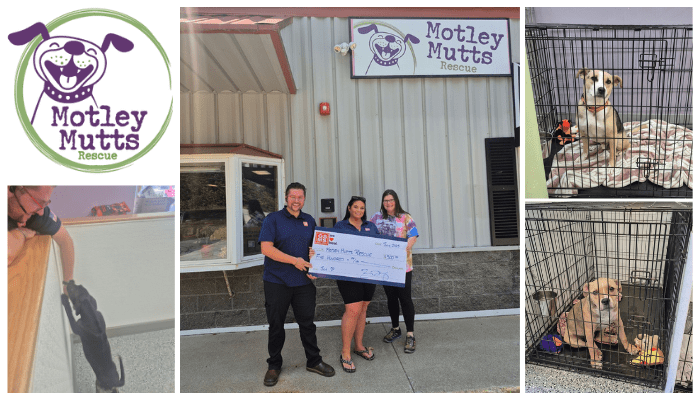 Collage featuring the Motley Mutts Rescue logo, GSMS team members presenting a donation check outside the Motley Mutts Rescue facility, a volunteer petting a black dog over a counter, and two dogs in kennels with toys and blankets.