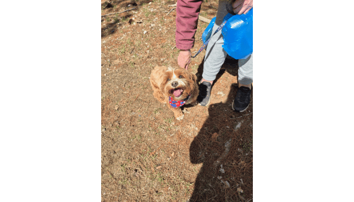 Gsms We Heart Local Collages 16