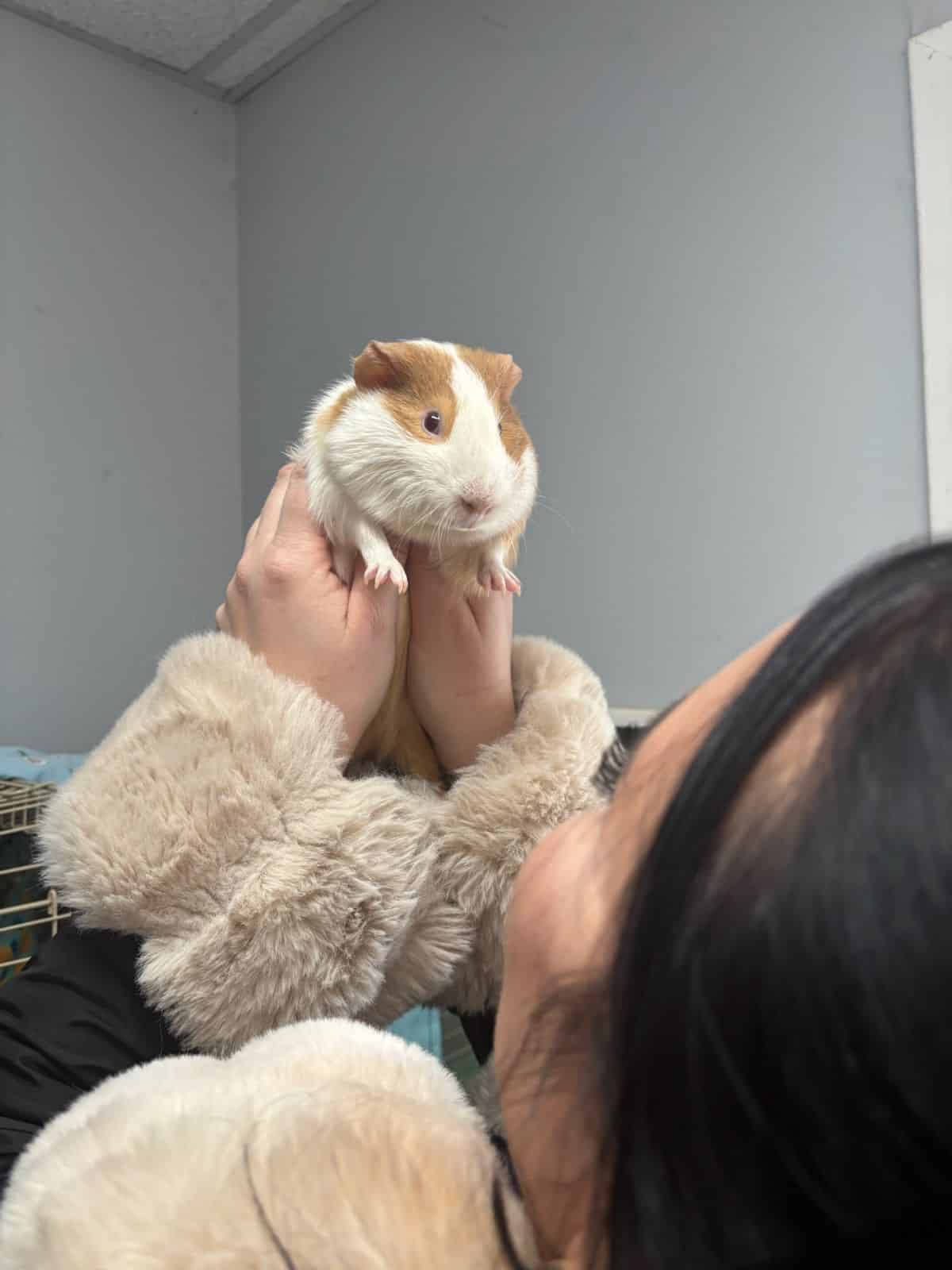 Manchester Animal Shelter Gina With Guinea Pig Manchester Animal Shelter Gina With Guinea Pig