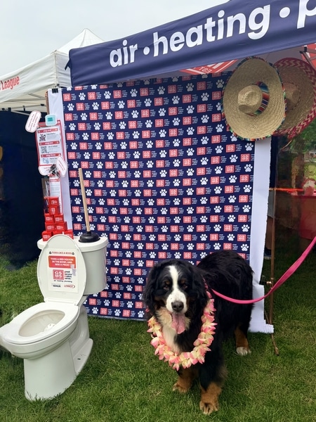 Dog And Toilet
