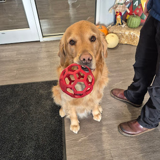 Ezra - Liberty House emotional support animal